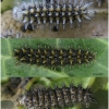 mel triv xerophila larva4 volg21